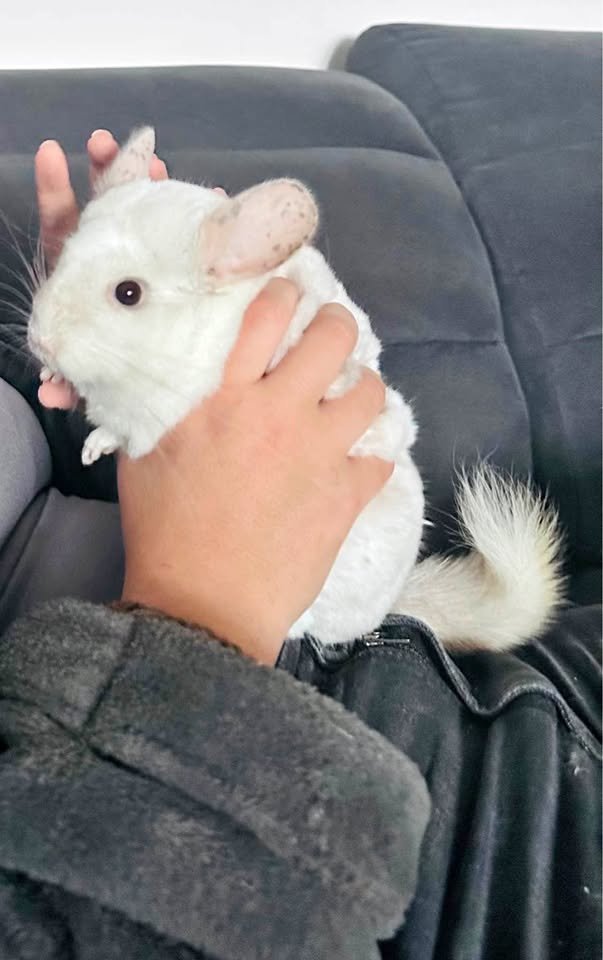 Chinchilla 2 mooie