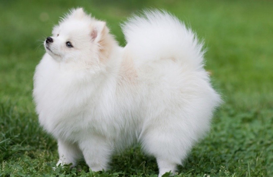 Spitz nain blanc