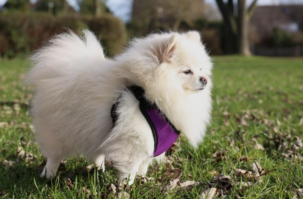 Spitz nain blanc