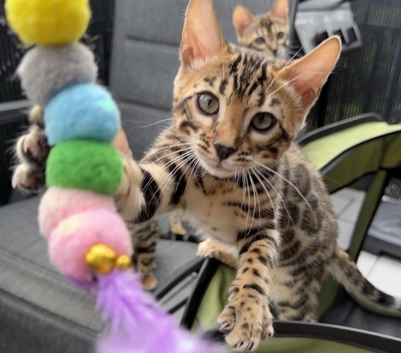 Pedigree Bengal kittens ready now