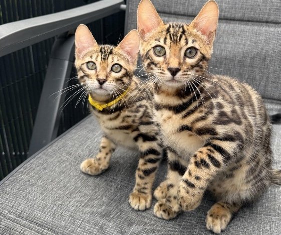 Pedigree Bengal kittens ready now