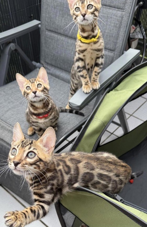 Pedigree Bengal kittens ready now
