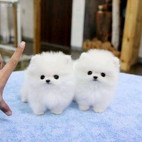 2 beautiful Pomeranian puppies.