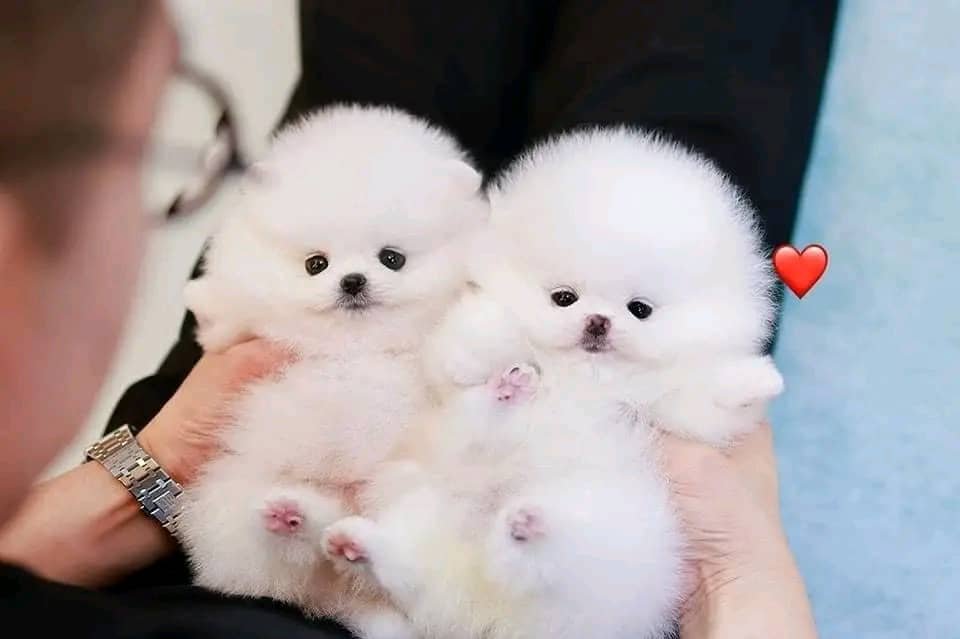 2 beautiful Pomeranian puppies.