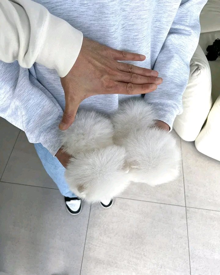 2 beautiful Pomeranian puppies.