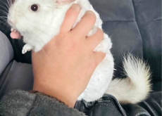Chinchilla 2 mooie