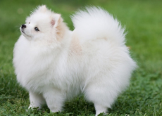 Spitz nain blanc