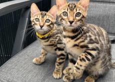 Pedigree Bengal kittens ready now