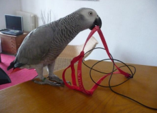 Perroquet gris du gabon femelle